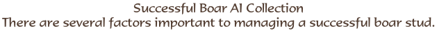 Successful Boar AI Collection There are several factors important to managing a successful boar stud.