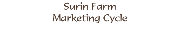 Surin Farm  Marketing Cycle
