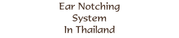 Ear Notching System In Thailand